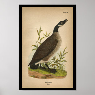 1890 Vild för fågelutskrift Poster