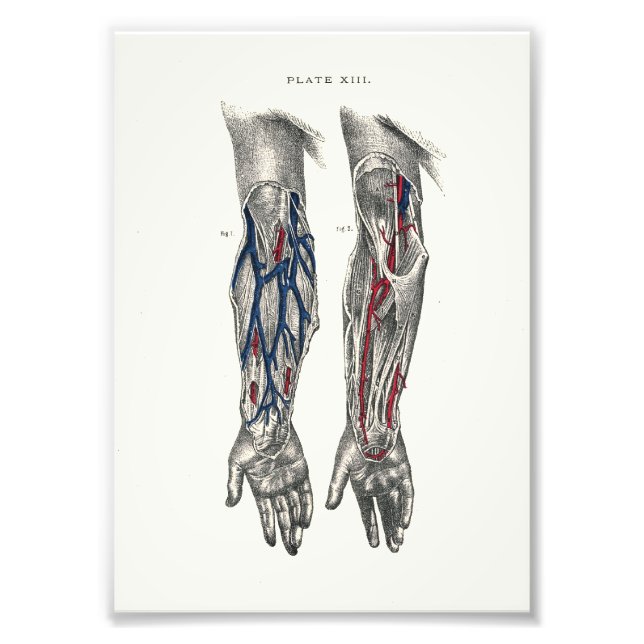 1895 Human Anatomy Print Arm Fototryck (Framsidan)