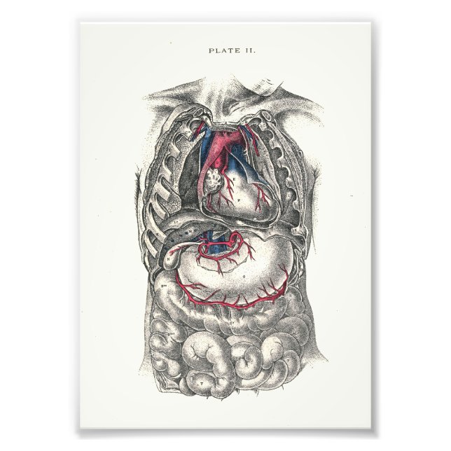 1895 Human Anatomy Print Heart Fototryck (Framsidan)