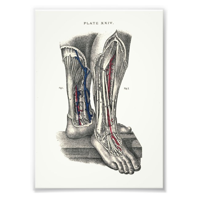 1895 Human Anatomy Print Leg Fototryck (Framsidan)