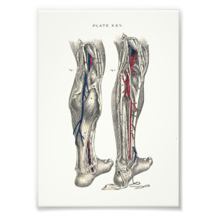 1895 Human Anatomy Print Leg Fototryck