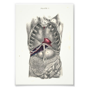 1895 Humant anatomi Skriv ut buk Fototryck