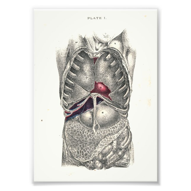 1895 Humant anatomi Skriv ut buk Fototryck (Framsidan)