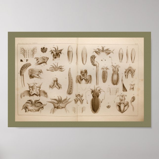 1896 Vintage - bläckfiskkonst - utskrift Poster (Framsidan)