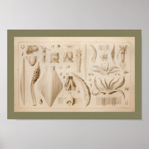 1896 Vintage - bläckfiskkonst - utskrift Poster