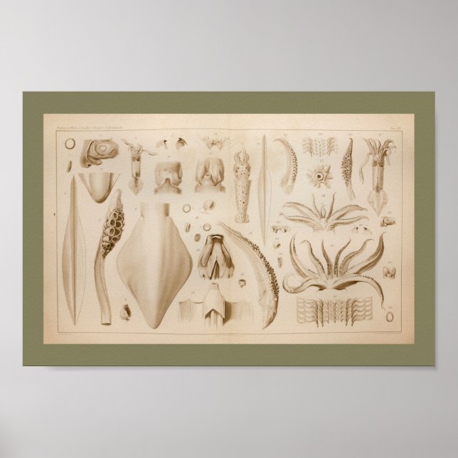 1896 Vintage - bläckfiskkonst - utskrift Poster (Framsidan)