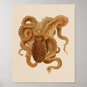 1896 Vintage Color Octopus Art Print Poster