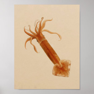 1896 Vintage Color Squid Art Print Poster