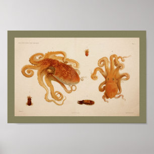 1896 Vintage Färg Octopus Art-utskrift Poster