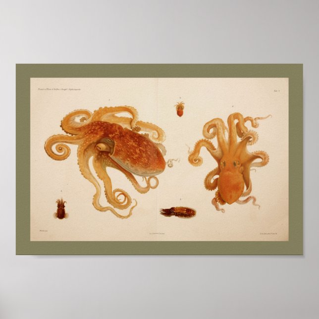 1896 Vintage Färg Octopus Art-utskrift Poster (Framsidan)