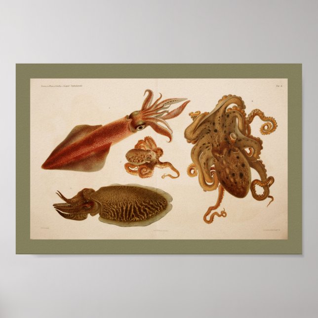 1896 Vintage Färg oktopus bläckutskrift Poster (Framsidan)