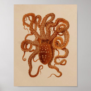 1896 Vintage Färg-ottopus Art-utskrift Poster