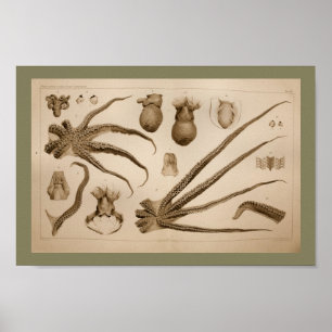 1896 Vintage Octopus Anatomy Art Print Poster