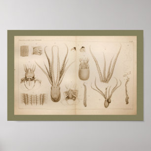 1896 Vintage Octopus Anatomy Art Print Poster