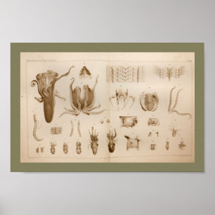 1896 Vintage Octopus Anatomy Art Print Poster