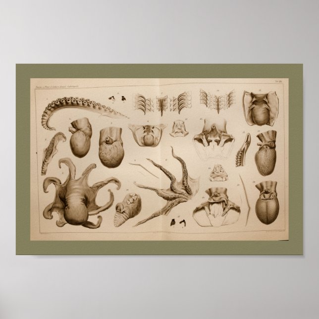 1896 Vintage Octopus Anatomy Art Print Poster (Framsidan)