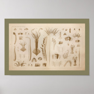 1896 Vintage Squid Anatomy Art Print Poster