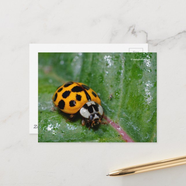 18-fläckad Gult Ladybug på Sticky Löv Vykort (Fram/Back In Situ)
