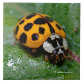 18-fläckig Gult och svart Ladybug Kakelplatta