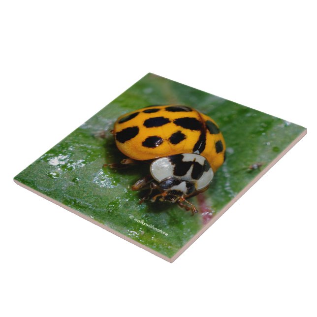 18-fläckig Gult och svart Ladybug Kakelplatta (Sidan)