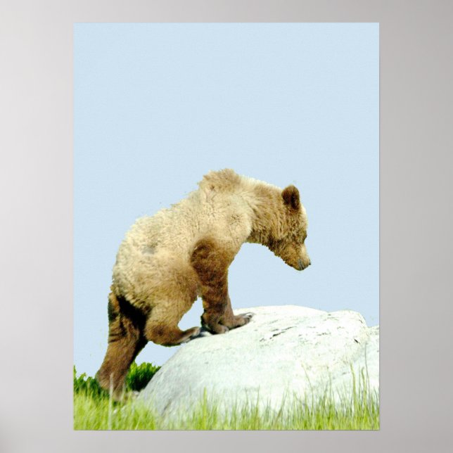 18x24 Poster Paper (Matte) of grizzly bear cub (Framsidan)