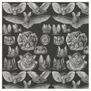 1904 Haeckel Chiroptera Tyg