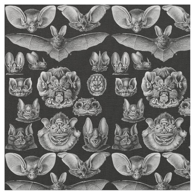 1904 Haeckel Chiroptera Tyg (Närbild)