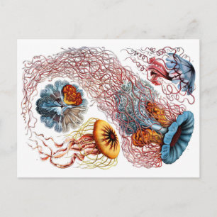 1904 - Jellyfish Art Forms of Nature Print Vykort