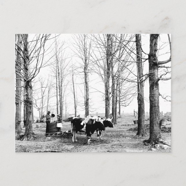 1904 Maple Sockerkasch Vermont-vykort Vykort (Framsida)