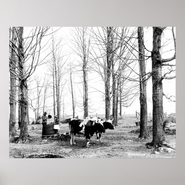 1904 Maple Sockerkasse Vermont Poster (Framsidan)