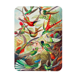 1904 Tryckning av hummerfåglar Magnet