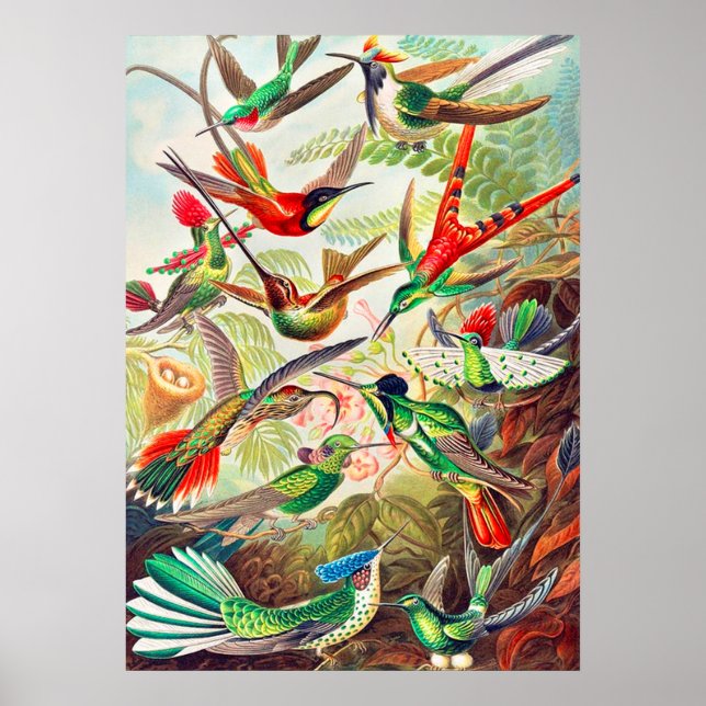 1904 Tryckning på matfåglar Poster (Framsidan)