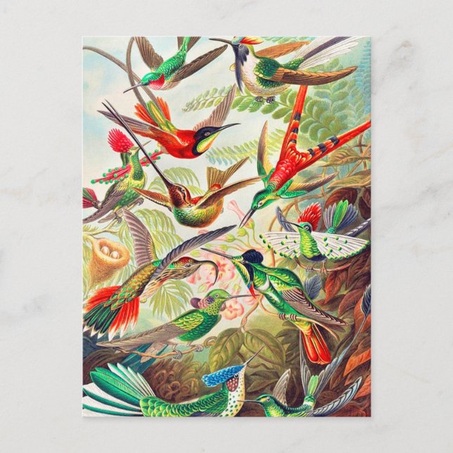 1904 Tryckning på matfåglar Vykort (Framsida)