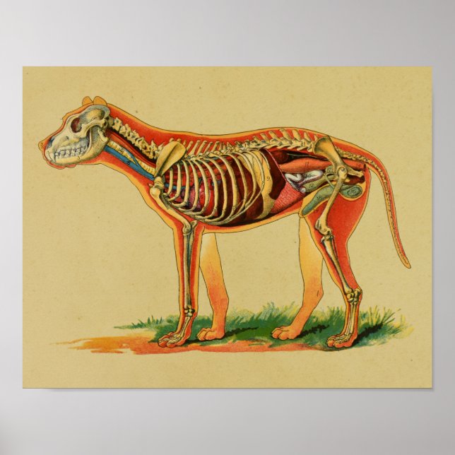 1905 Hund Anatomy Vintage Print Poster (Framsidan)