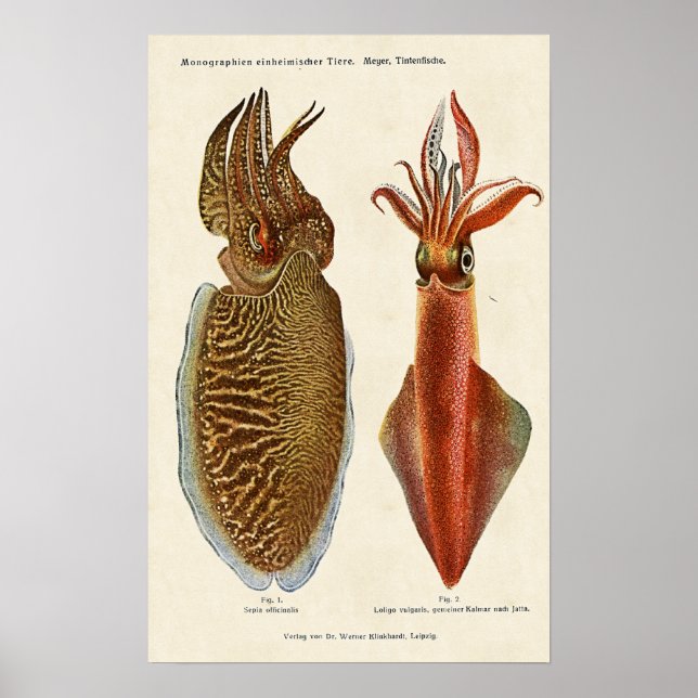 1913 Sepia und Octopus Poster (Framsidan)