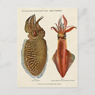 1913 Sepia und Octopus Vykort