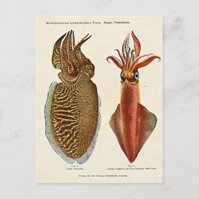 1913 Sepia und Octopus Vykort (Framsida)