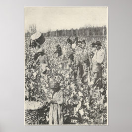 1916 Välja bomull Poster