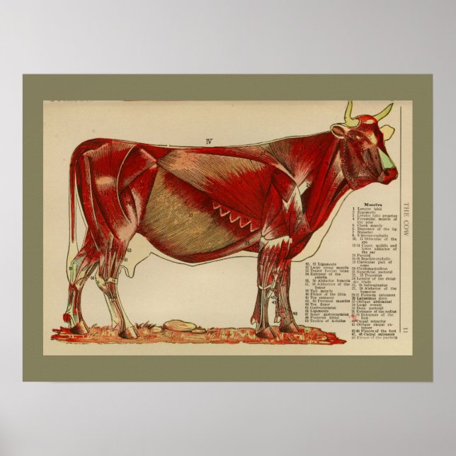 1917 Vintage Kokmuskelanatomdiagram Poster (Framsidan)
