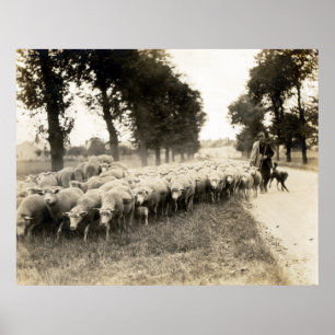 1921 Fransk Shepherd Poster