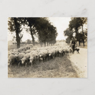 1921 Fransk Shepherd Vykort