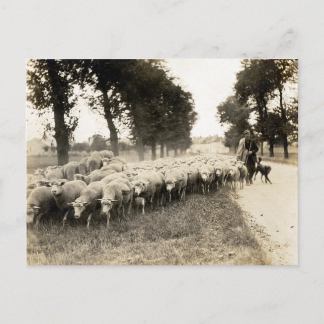 1921 Fransk Shepherd Vykort (Framsida)