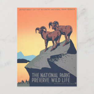 1930-talet Vintage affisch, Big Horn Sheep, Person Vykort