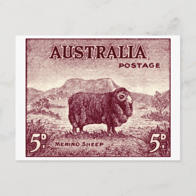 1934 Australian Merino Sheep Vykort (Framsida)