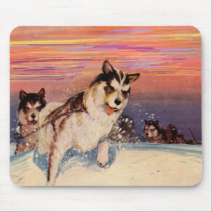 1940-talets Siberian husky sled hundar på sak Musmatta