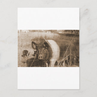 1960-talet Gris Vykort