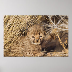 19 dagar gammal man unge. Namibia Poster