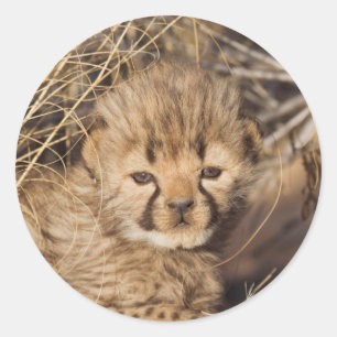 19 dagar gammal manlig unge. Namibia Runt Klistermärke