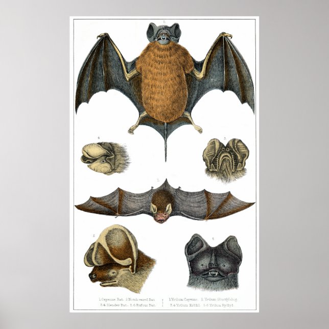 19:e C. Fladdermus-utskrift Poster (Framsidan)