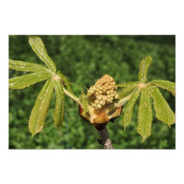 19-tums x13-tums Horse Chestnut Löv Fototryck